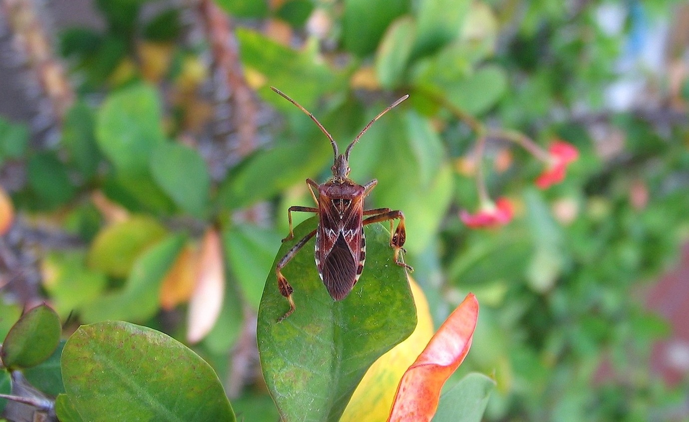 Coreidae: Leptoglossus occidentalis di Roma